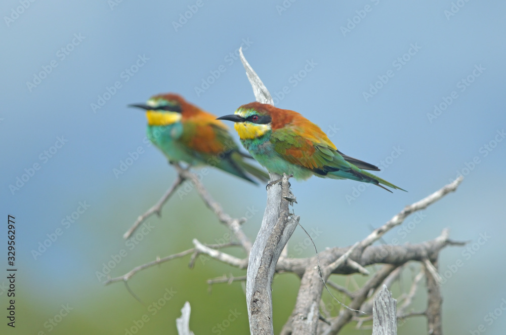 European Bee-eater European Bee-eater