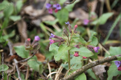 Tiny pink and purple grass flower meadow photo