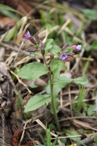 Tiny pink and purple grass flower meadow