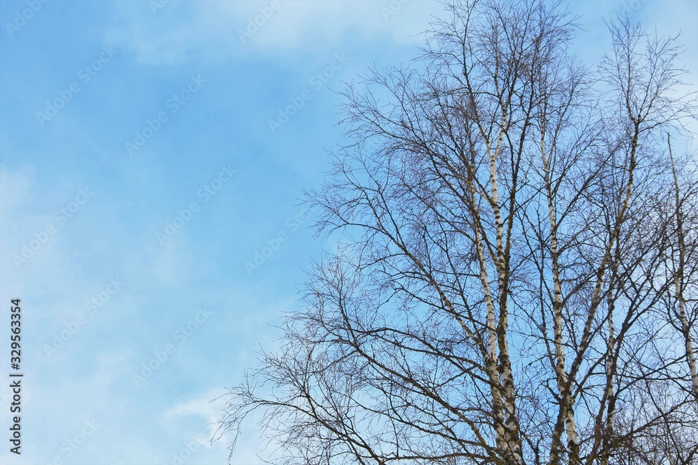 Kostomuksha, Karelia, Russia.There is a birch tree against the blue sky.March, 10.2020. Kostomuksha, Karelia, Russia.There is a birch tree against the blue sky.March, 10.2020.