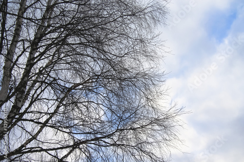 Kostomuksha, Karelia, Russia. Here birch branches against the background of the spring sky.March, 10.2020.