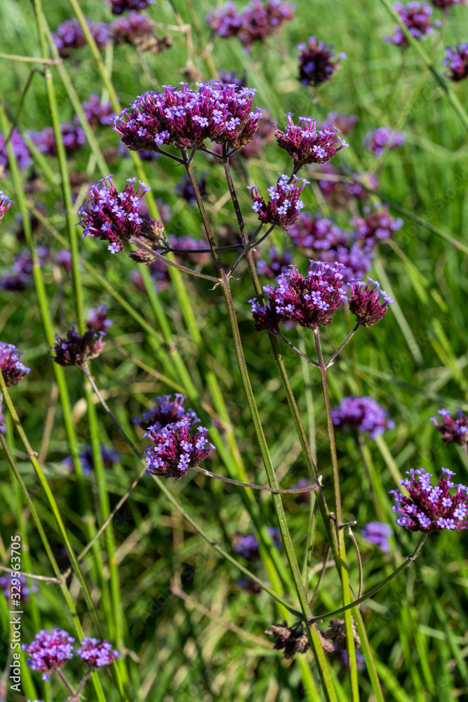Verbena bonariensis a purple herbaceous perennial summer autumn flower plant commonly known as purple top or Argentinian vervain Verbena bonariensis a purple herbaceous perennial summer autumn flower plant commonly known as purple top or Argentinian vervain
