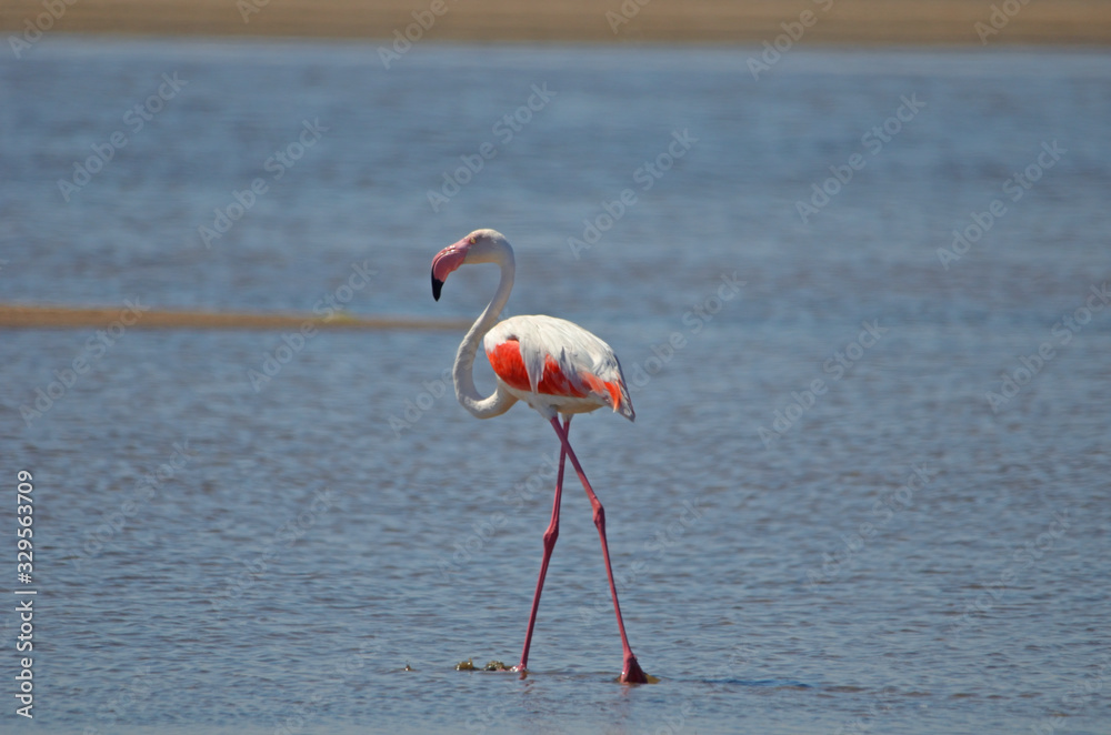 Obraz premium Greater Flamingo