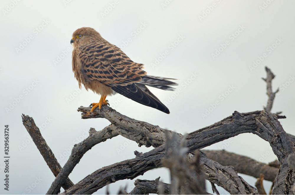 Greater Kestrel Greater Kestrel