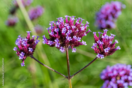 Verbena bonariensis a purple herbaceous perennial summer autumn flower plant commonly known as purple top or Argentinian vervain