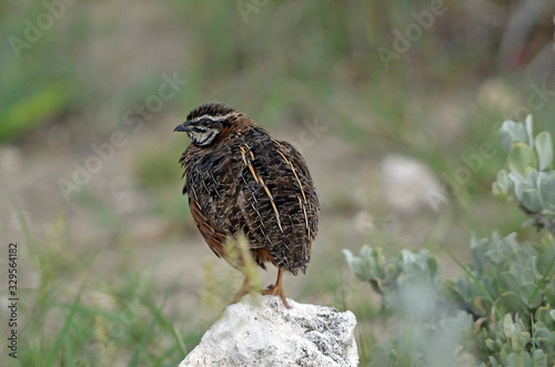 Harlequin Quail