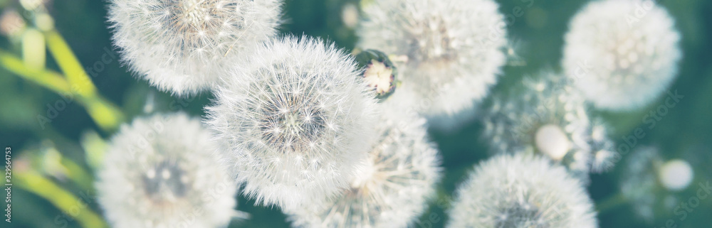 Obraz premium Banner with white fluffy dandelions, top view
