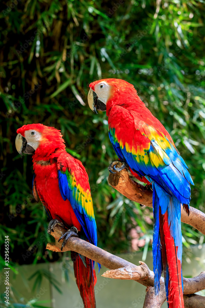 Cute macaw standing on a branch.