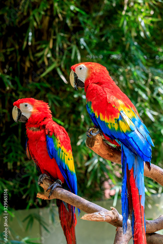 Cute macaw standing on a branch.