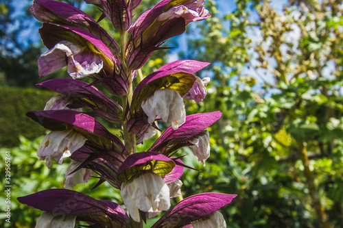 Elegant deep magenta flowers of midsummer in Great Dixter gardens, Northiam, East Sussex. photo