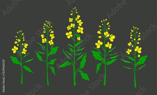 Canola, mustard. Vector color plant. Organic set