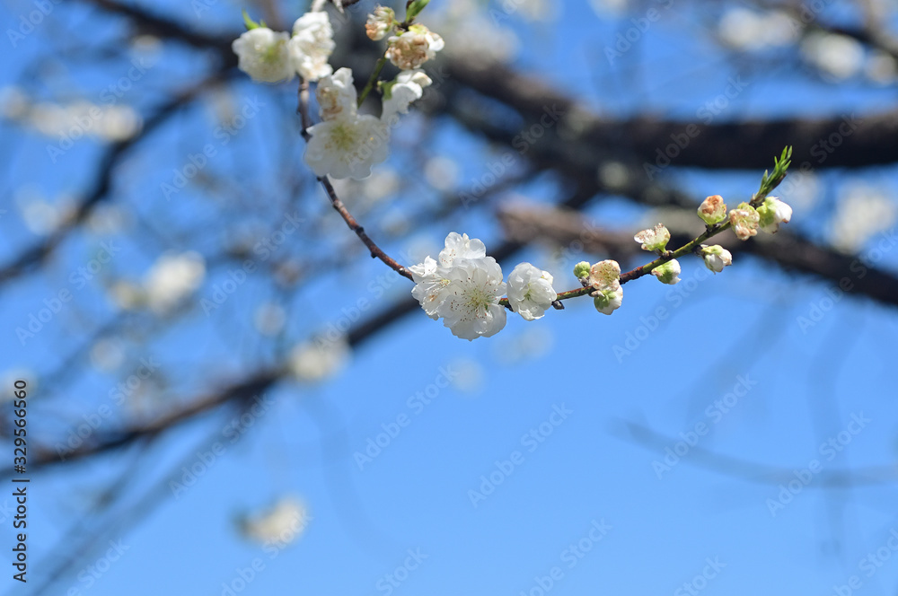 That flower just started blooming That flower just started blooming