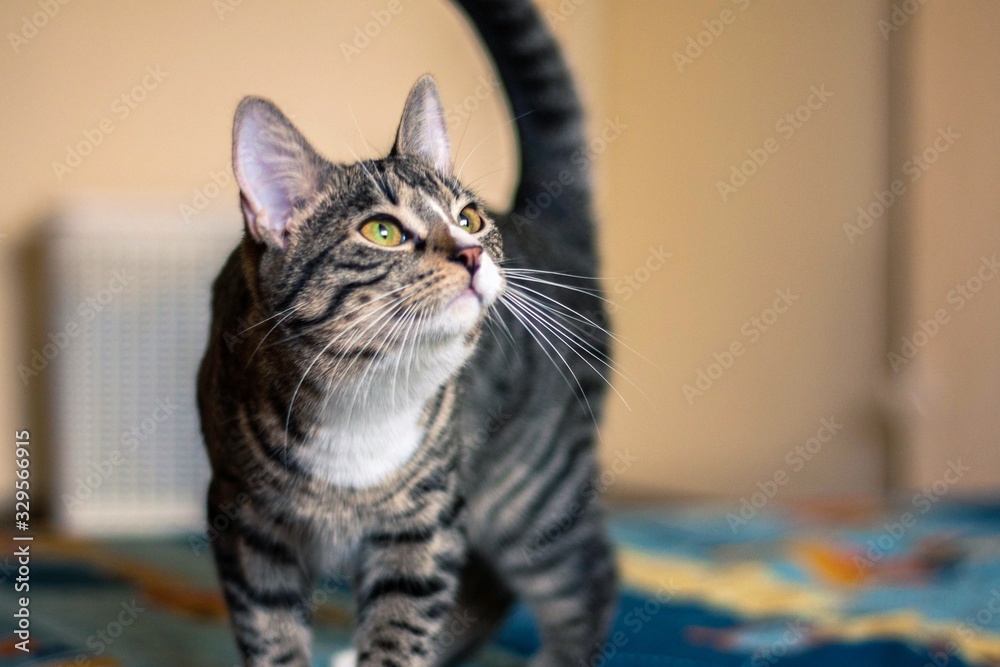 Fototapeta premium cat with green eyes