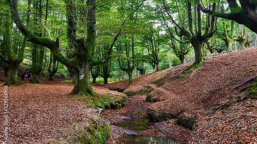 Otzarreta Forest Magical destination Beech forest in the Basque Country Red leafs and green trees