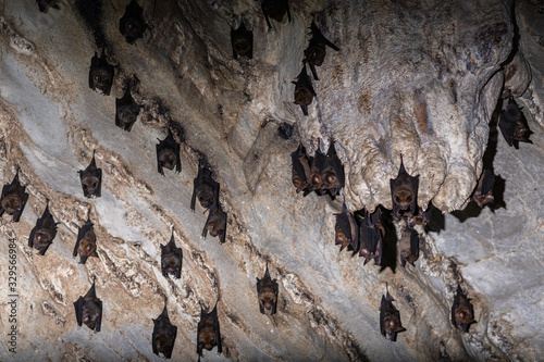 Groups of sleeping bats in cave - Lesser mouse-eared bat (Myotis blythii) and (Rhinolophus hipposideros) - Lesser Horseshoe Bat At night