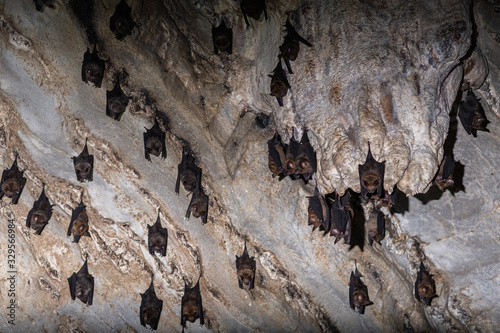 Groups of sleeping bats in cave - Lesser mouse-eared bat (Myotis blythii) and (Rhinolophus hipposideros) - Lesser Horseshoe Bat At night photo