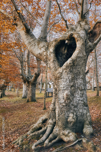 Old beech autumn Red leaves Forest in Arrate Eibar Basque Country