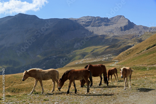 Landscape with horses, Italian Alps in Madesimo region, Lombardy, Italy