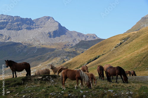 Landscape with horses, Italian Alps in Madesimo region, Lombardy, Italy