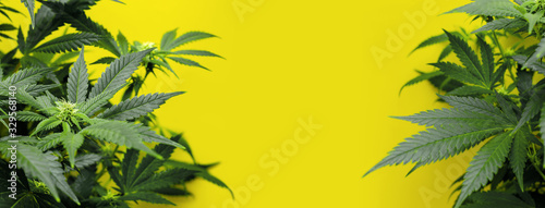 Banner yellow background with marijuana plants photo