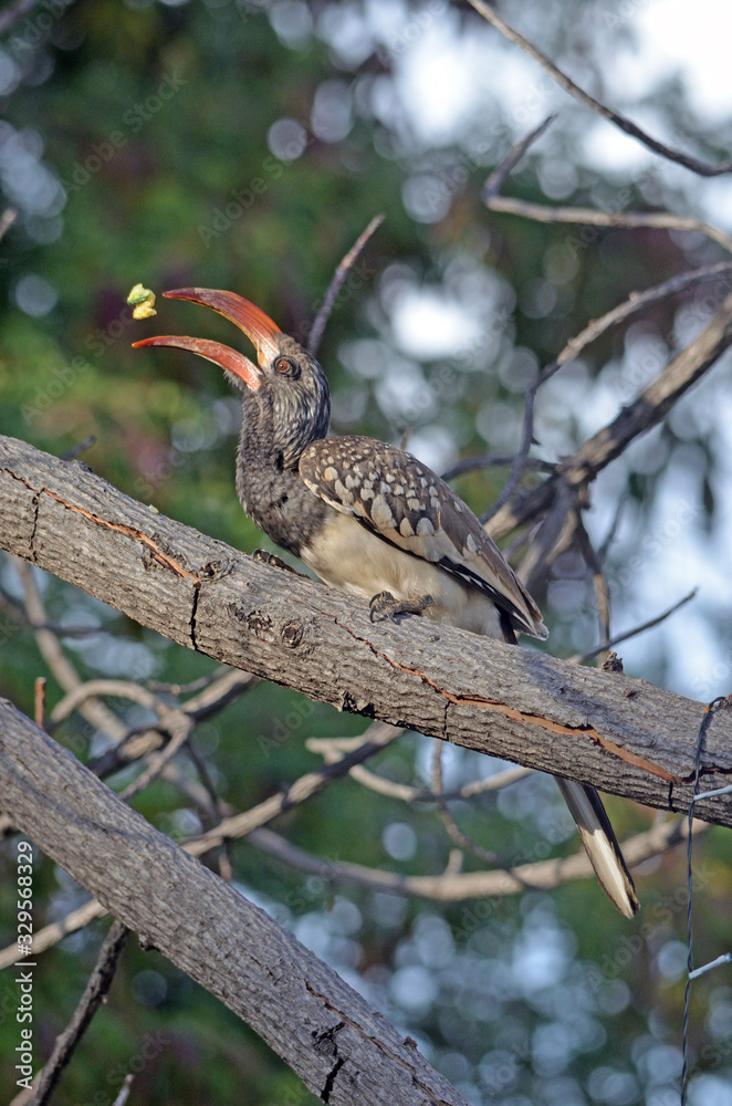 Obraz premium Monteiros Hornbill