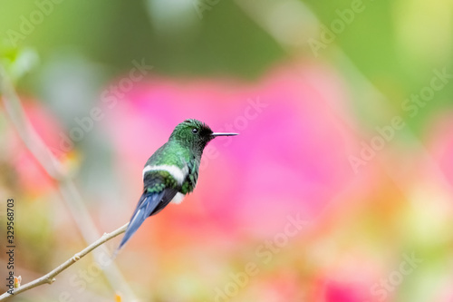 Green thorntail hummingbird rest on the small branch with beautiful pink flowers on the background. photo