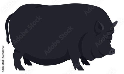 Farming today The Vietnamese Pot-bellied Breeds of domestic pigs Vector illustration Isolated object