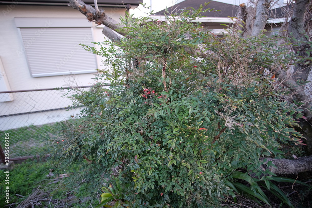 Fototapeta premium Japanese classical Japanese garden and trees