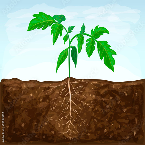 young seedling of vegetable grows in fertile soil. sprout with underground root system in ground on blue sky background. green shoot vector illustration. spring sprout of healthy tomato plant