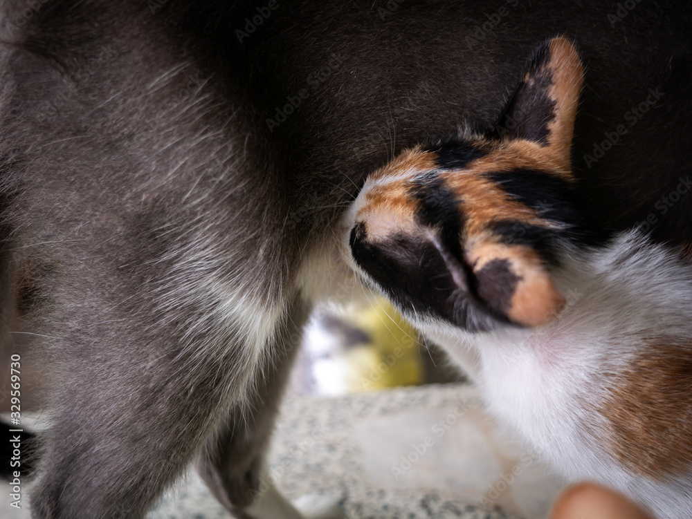 Three Colors Kitten Breastfeeding from The Gray Mother Cat Three Colors Kitten Breastfeeding from The Gray Mother Cat