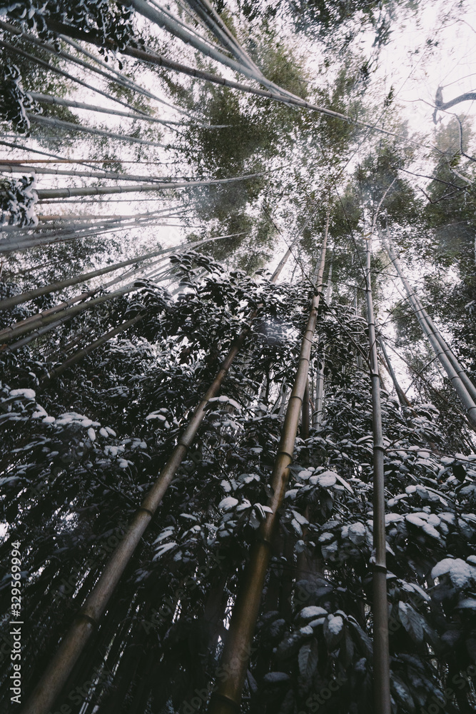 Fototapeta premium ARASHIYAMA