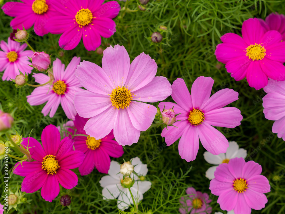 Cosmos Flowers Blooming Cosmos Flowers Blooming
