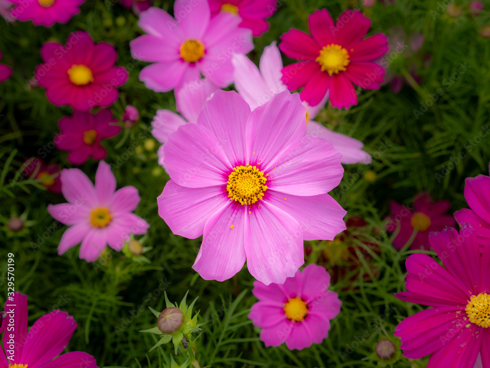 Cosmos Flowers Blooming Cosmos Flowers Blooming