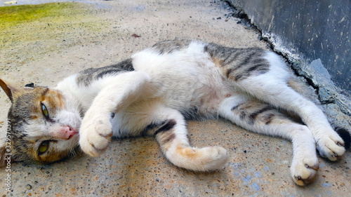 cat laying on ground
