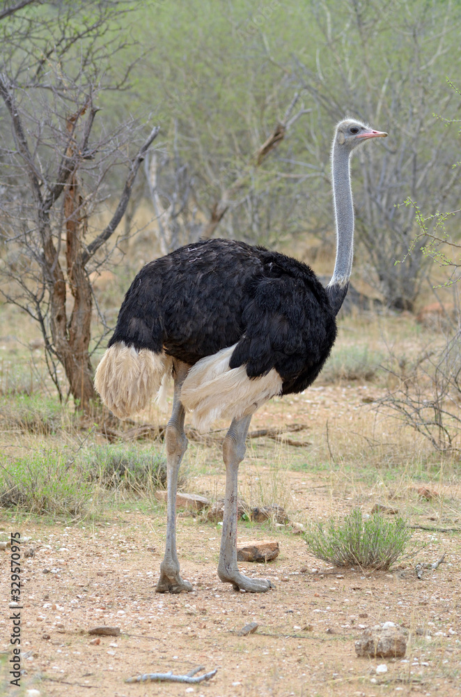 Naklejka premium Common Ostrich