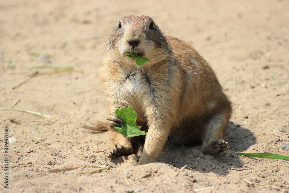 Erdmännchen, Tierreich Erdmännchen, Tierreich