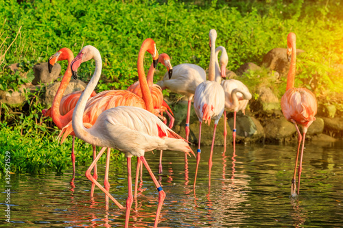 Beautiful flamingo in the water of the pond. © ABCDstock