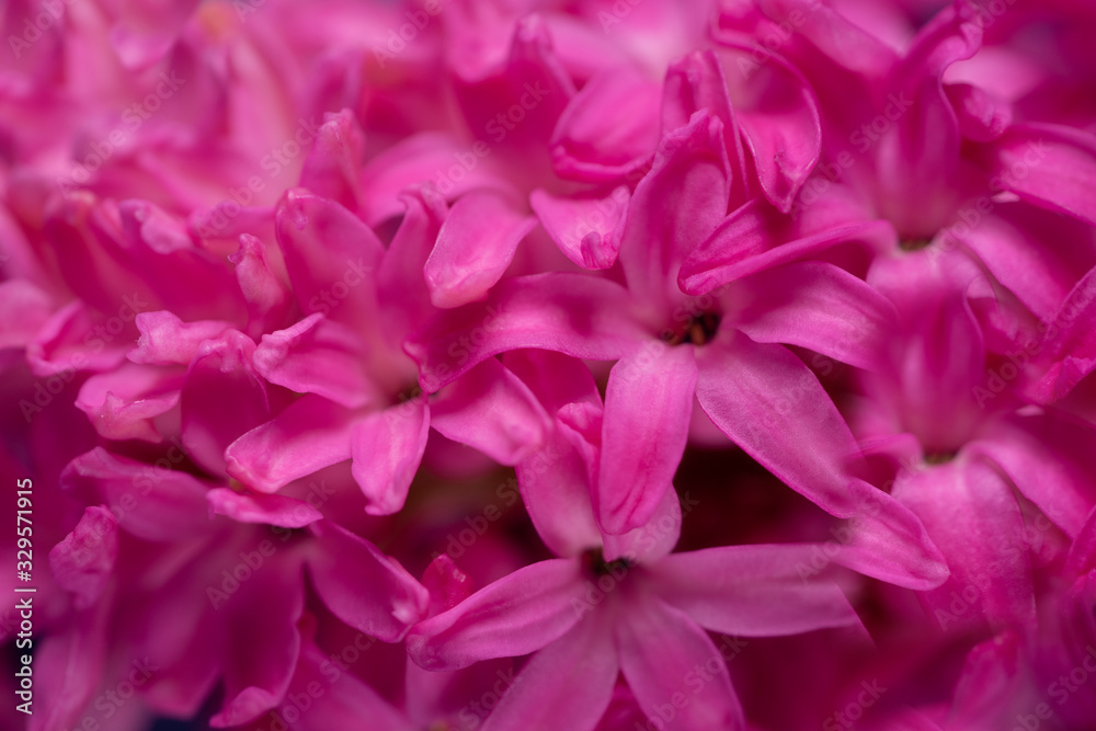 Macro closeup view of Hyacinth Pink flowers. 