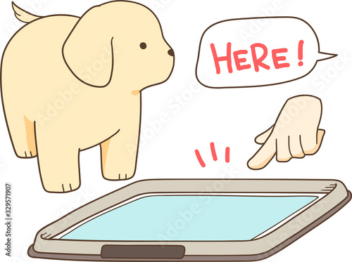 ゴールデンレトリバーの子犬（トイレのしつけ）