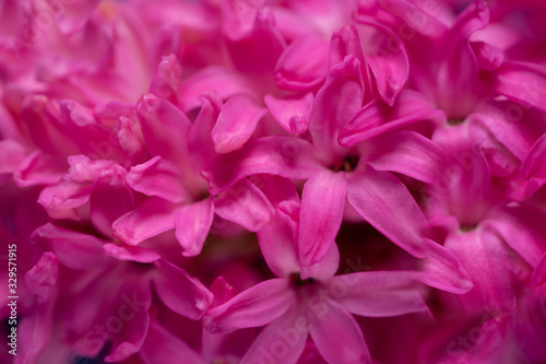 Macro closeup view of Hyacinth Pink flowers. 