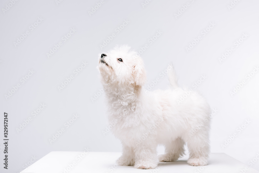Bichon havanese dog looking up on white surface isolated on grey
