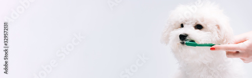 Cropped view of woman brushing teeth to havanese dog isolated on grey, panoramic shot