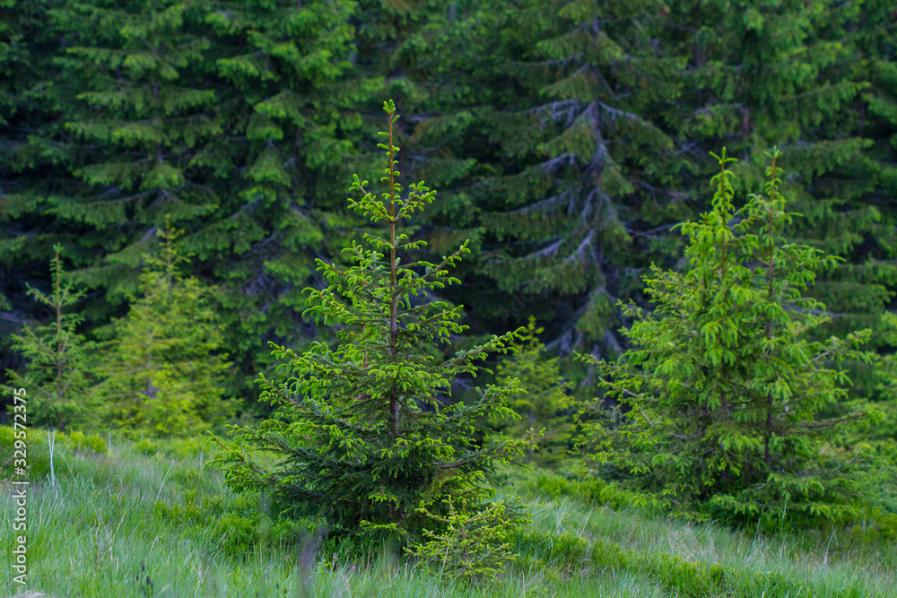 Carpathian mountains, Ukraine