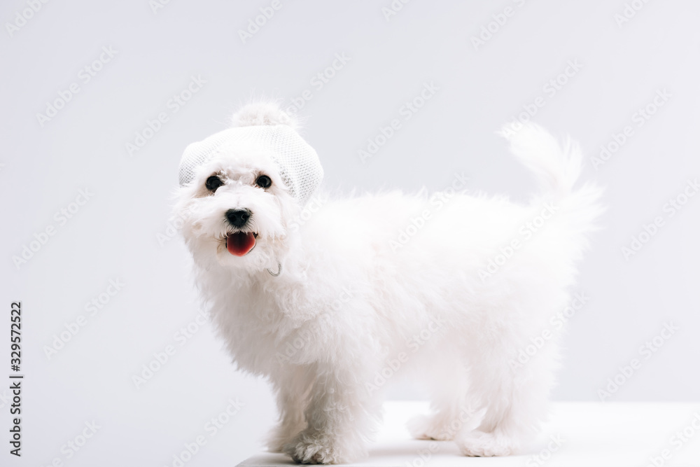 Cute havanese dog in knitted hat with bubo looking at camera on white surface isolated on grey