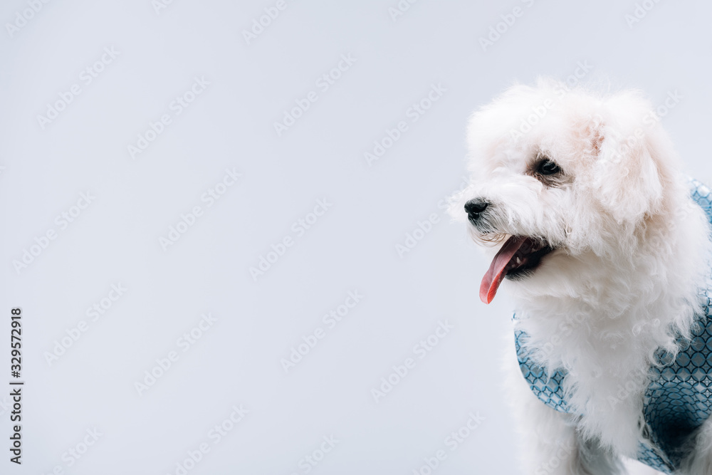 Cute havanese dog in waistcoat isolated on grey