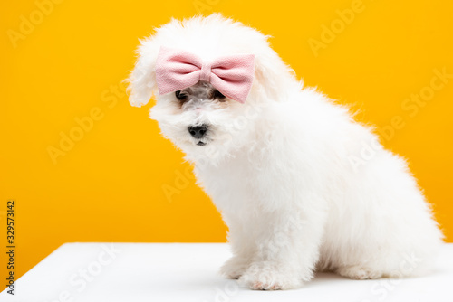 Bichon havanese dog with pink bow tie on head sitting on white surface isolated on yellow © LIGHTFIELD STUDIOS