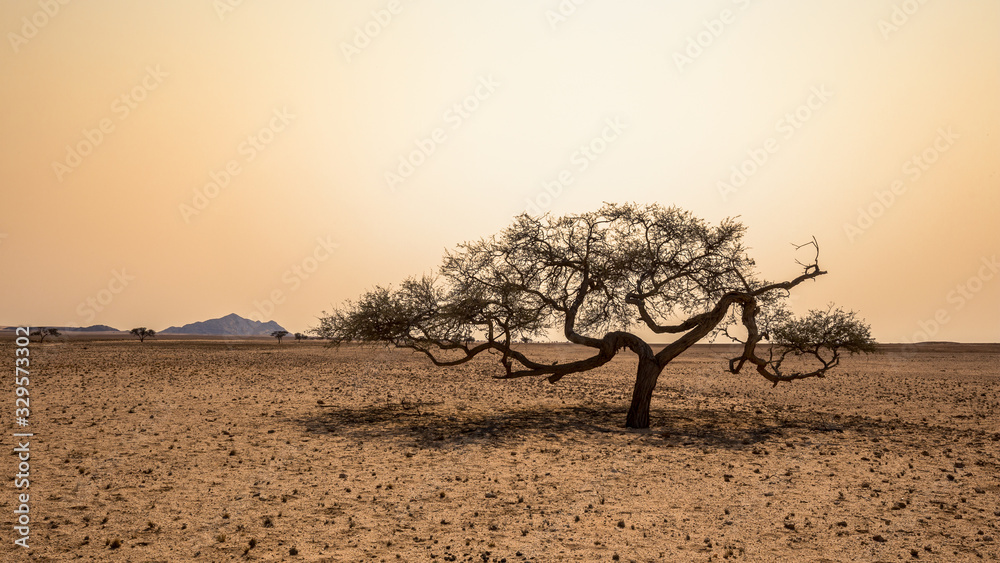 Obraz premium tree backdrop in the Namib Desert in the late evening