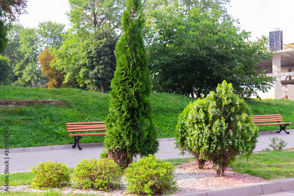 Obraz premium Beautiful alley of thuja, trees, bushes and grass in the park