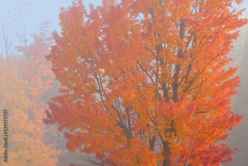 Autumn woodland in fog, Ottawa National Forest, Michigan's Upper Peninsula, USA