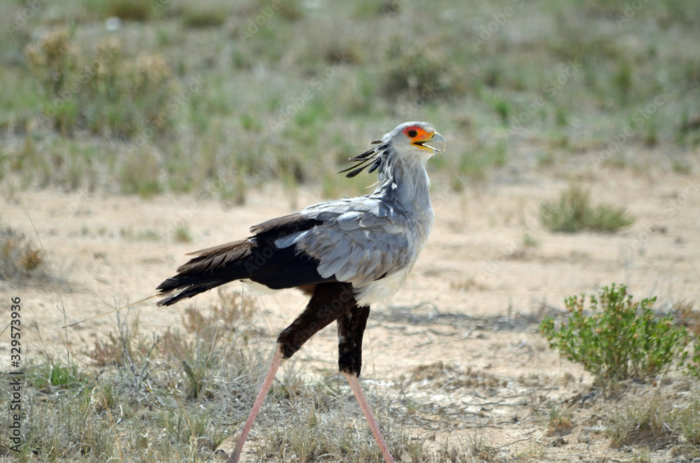 Obraz premium Secretarybird
